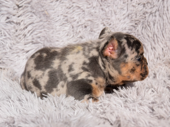 French Bulldog puppy for sale