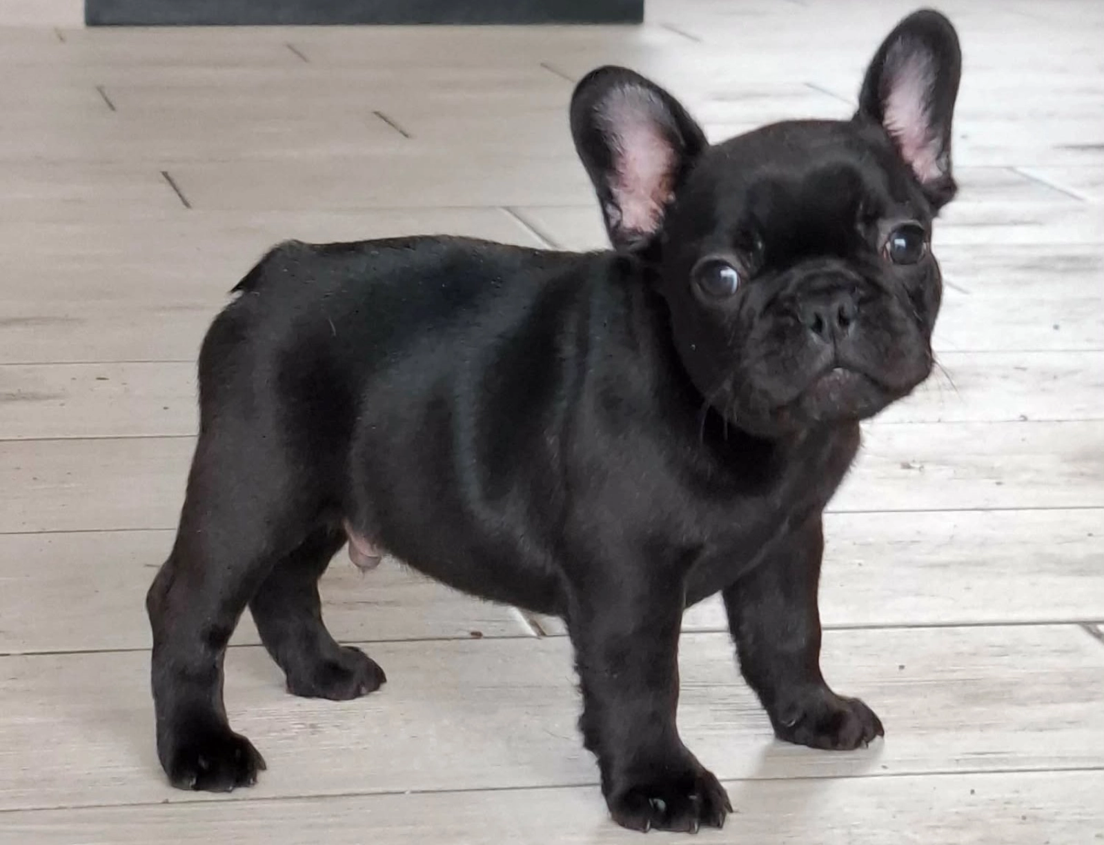 Braun-weißer Französische Bulldogge Welpe Foto – Kostenloses Bild zum Thema  Tier auf Unsplash, image size:1600x1225