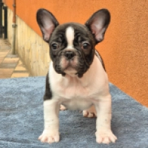 Keyla, brindle and white Französische Bulldogge Welpen kaufen