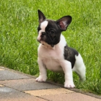 Kevin, brindle and white Französische Bulldogge Welpen kaufen