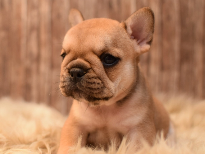 Perros Bulldog Francés en venta