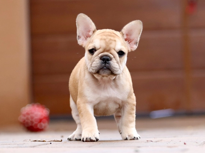 Perros Bulldog Francés en venta
