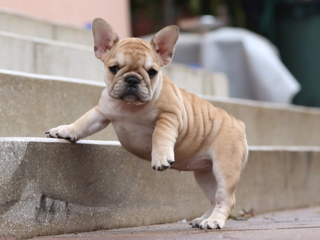 Perros Bulldog Francés en venta
