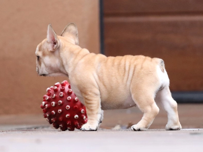 Perros Bulldog Francés en venta