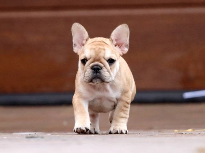 Perros Bulldog Francés en venta