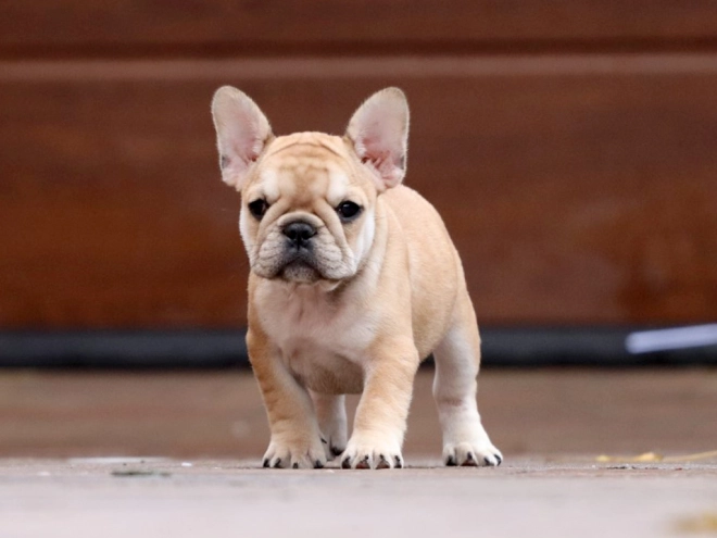 Perros Bulldog Francés en venta
