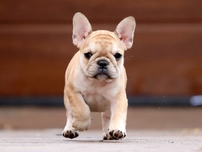 Perros Bulldog Francés en venta