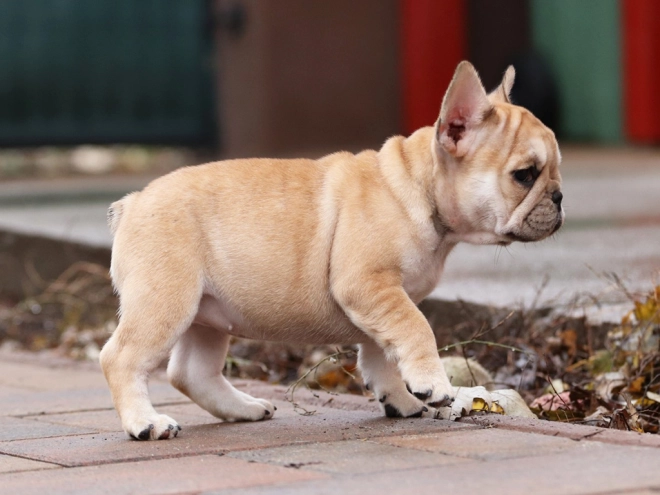 Perros Bulldog Francés en venta