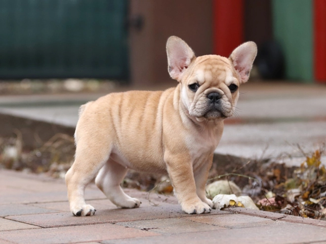 Perros Bulldog Francés en venta