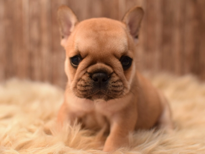 Perros Bulldog Francés en venta