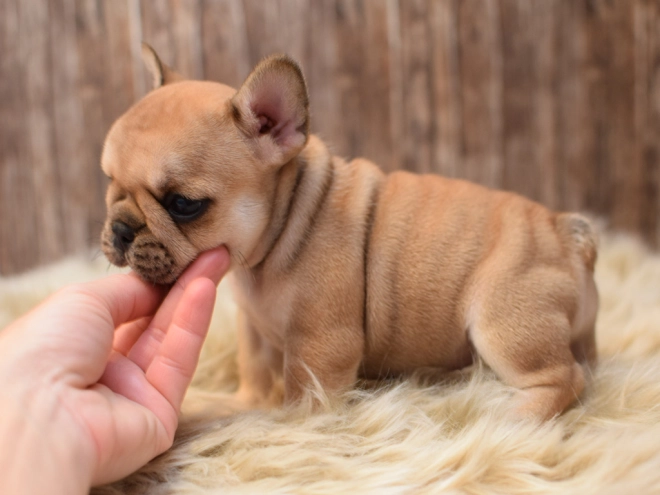 Perros Bulldog Francés en venta