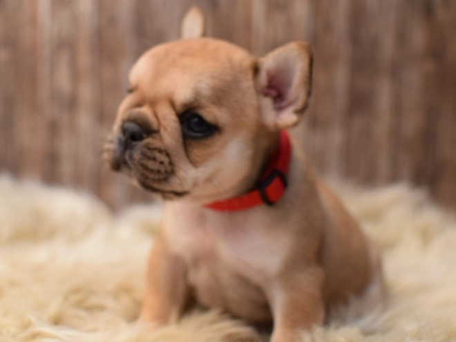 Perros Bulldog Francés en venta
