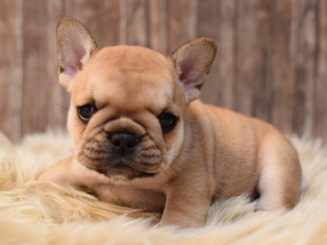 Perros Bulldog Francés en venta