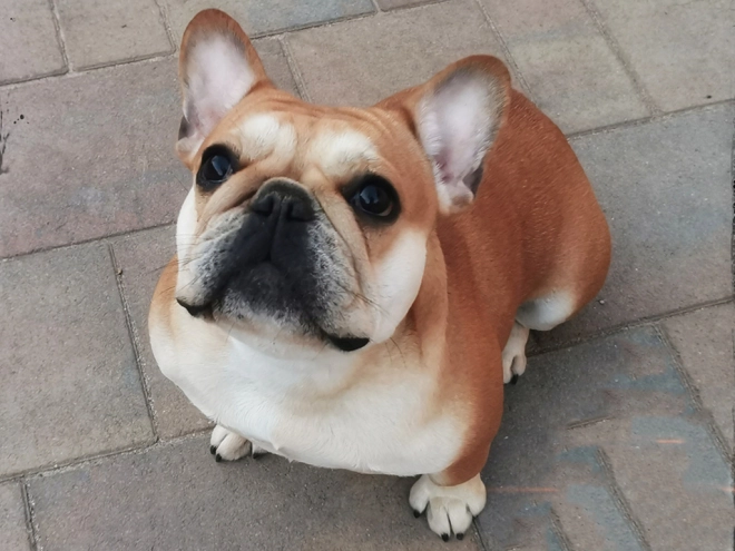 Perros Bulldog Francés en venta