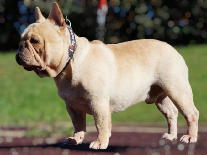 Perros Bulldog Francés en venta