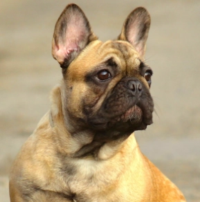 French Bulldog puppy for sale