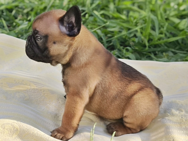 French Bulldog puppy for sale