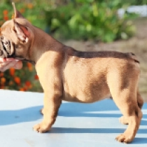 Napoleon Bonaparte, red French Bulldog for sale