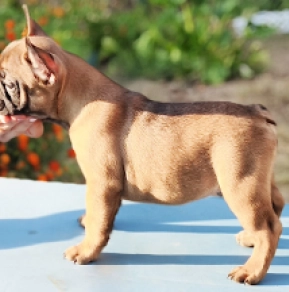 French Bulldog puppy for sale