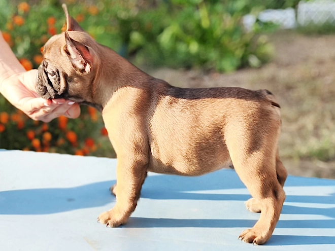 French Bulldog puppy for sale