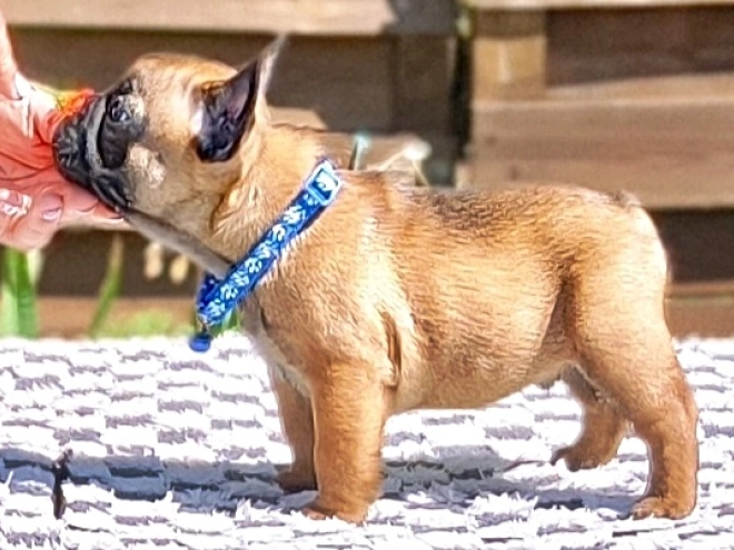French Bulldog puppy for sale
