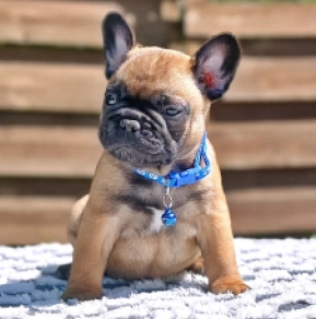 French Bulldog puppy for sale