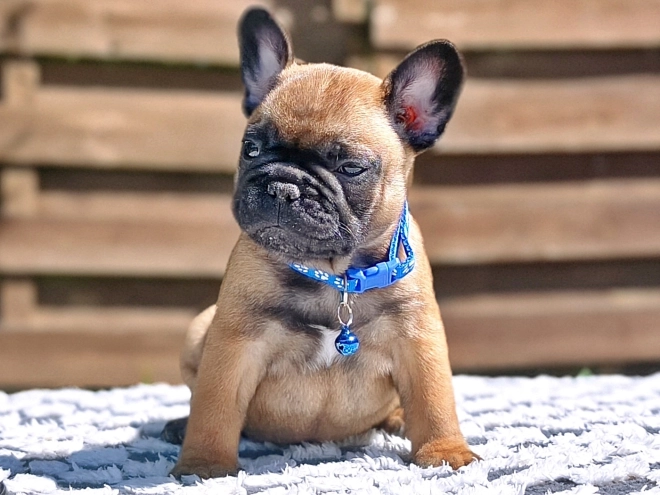 French Bulldog puppy for sale