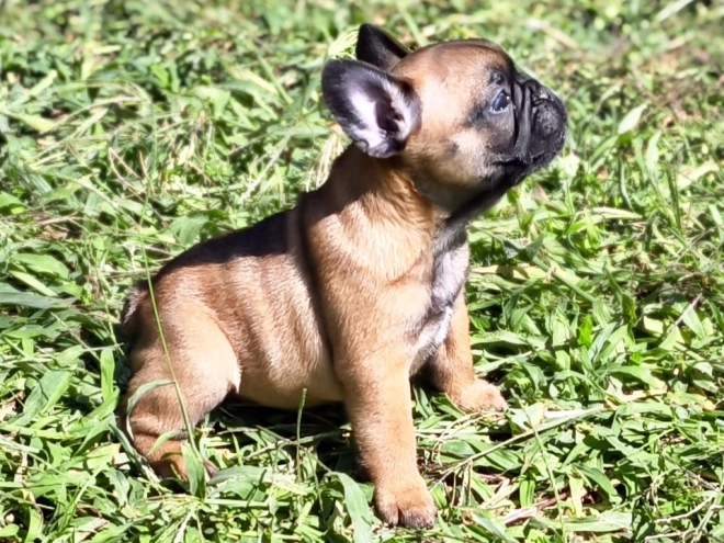 French Bulldog puppy for sale