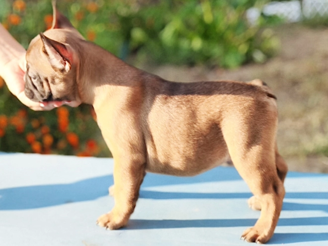 French Bulldog puppy for sale