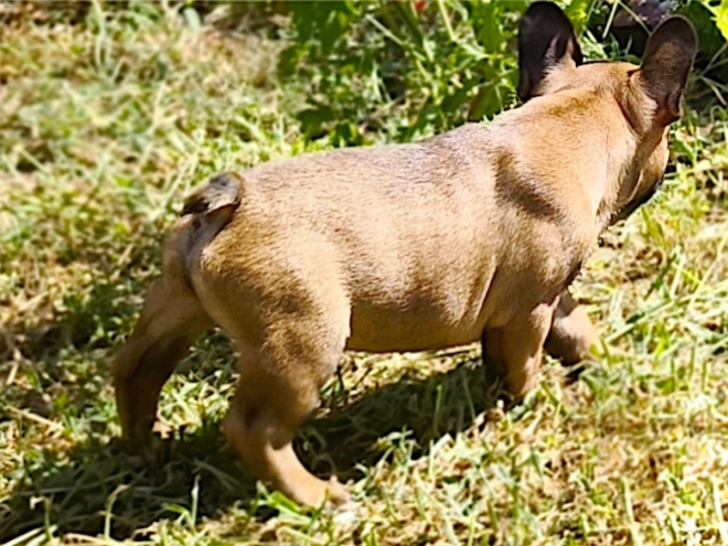 French Bulldog puppy for sale