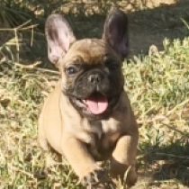 Ben, red French Bulldog for sale
