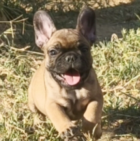 French Bulldog puppy for sale