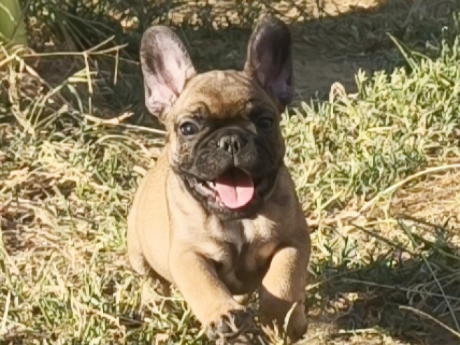 French Bulldog puppy for sale