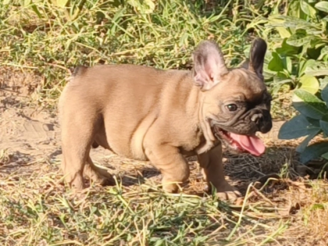 French Bulldog puppy for sale