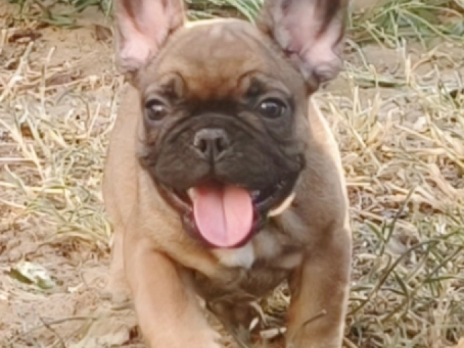 French Bulldog puppy for sale
