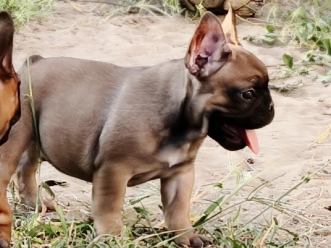 French Bulldog puppy for sale