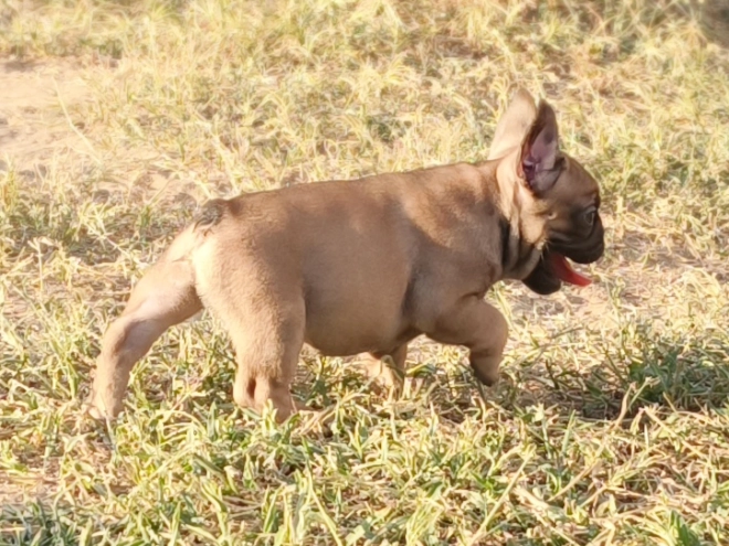 French Bulldog puppy for sale