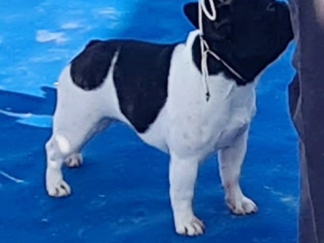 French Bulldog puppy for sale