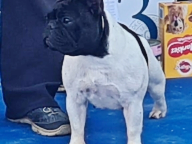French Bulldog puppy for sale