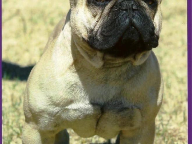 French Bulldog puppy for sale
