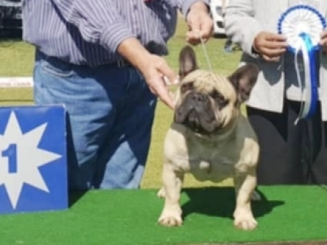 French Bulldog puppy for sale