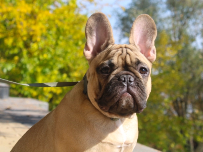 French Bulldog puppy for sale