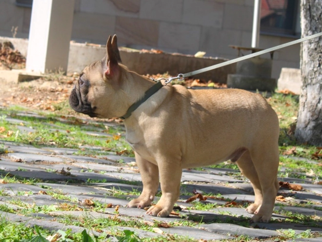 French Bulldog puppy for sale
