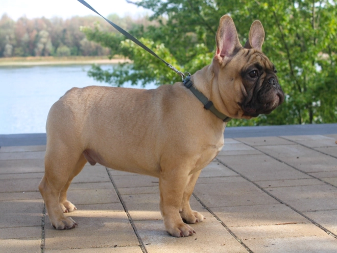 French Bulldog puppy for sale