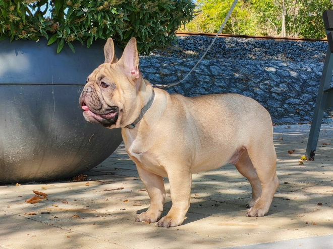 French Bulldog puppy for sale