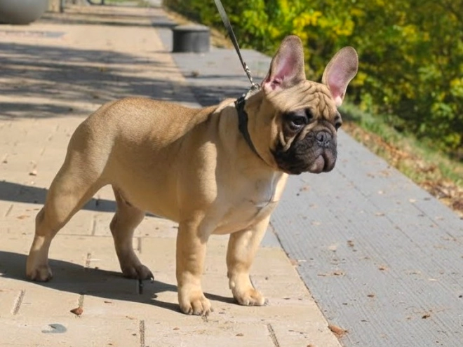 French Bulldog puppy for sale