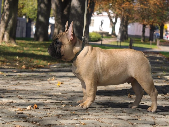 French Bulldog puppy for sale