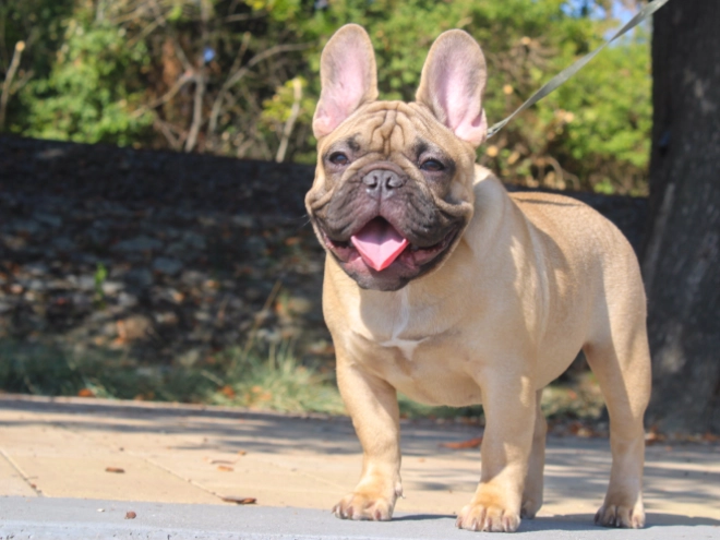 French Bulldog puppy for sale