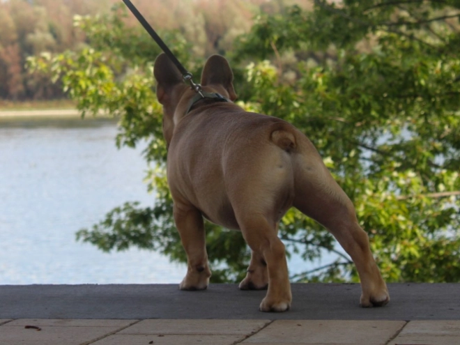 French Bulldog puppy for sale
