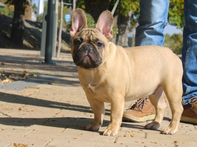 French Bulldog puppy for sale